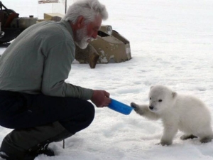 Polar bear cub